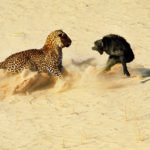 The Leopard And The Baboon: The Staging of a 1966 Classic Image