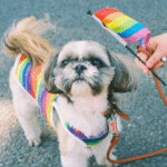 ‘Gay bar owners have a point regarding service dogs and the ADA’